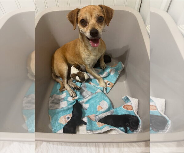Medium Photo #1 Chihuahua-Unknown Mix Puppy For Sale in Turlock, CA, USA
