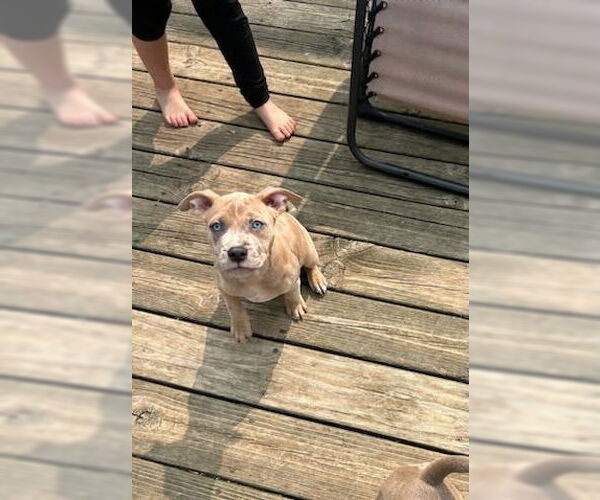 Medium Photo #2 American Pit Bull Terrier Puppy For Sale in Belleville, MI, USA
