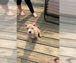 Small #1 American Pit Bull Terrier