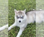 Small #3 Siberian Husky