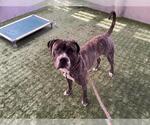 Small #1 Mastiff Mix