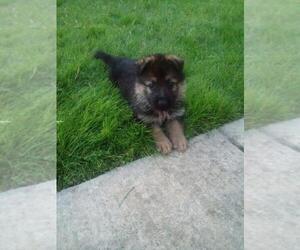 German Shepherd Dog Puppy for sale in SAN ANTONIO, TX, USA