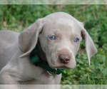 Small Photo #4 Weimaraner Puppy For Sale in AMORITA, OK, USA
