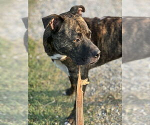 Noki - Male Boxer-Unknown Mix Dog for Adoption - Photo #3