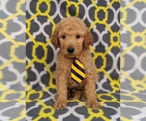 Goldendoodle Puppy for sale in NEW PROVIDENCE, PA, USA