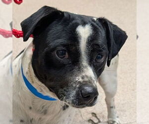 Jack Russell Terrier-Unknown Mix Dogs for adoption in Canton, CT, USA