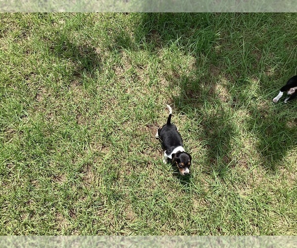 Medium Photo #17 Beagle Puppy For Sale in COLDSPRING, TX, USA