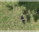 Small Photo #17 Beagle Puppy For Sale in COLDSPRING, TX, USA