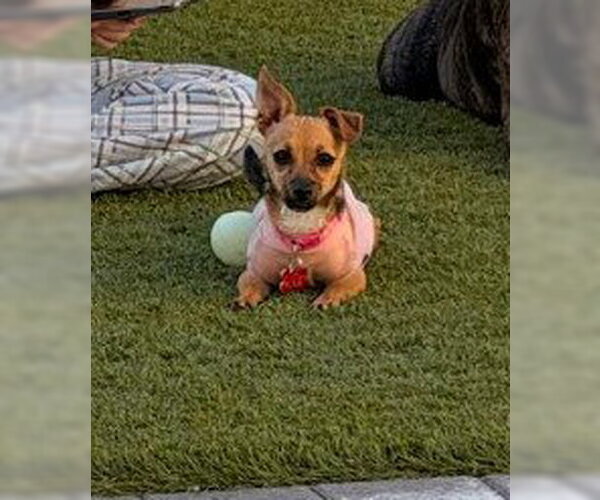 Medium Photo #6 Chiweenie Puppy For Sale in San Diego, CA, USA