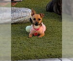 Small #5 Chiweenie