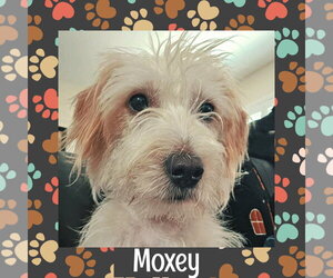 Mutt Dogs for adoption in Littleton, CO, USA