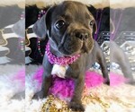 Small Photo #5 French Bulldog Puppy For Sale in HEATHROW, FL, USA