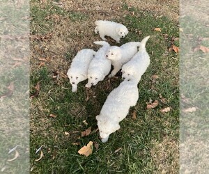 Great Pyrenees Puppy for sale in SUNNYSIDE, WA, USA