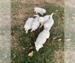 Small Photo #1 Great Pyrenees Puppy For Sale in SUNNYSIDE, WA, USA
