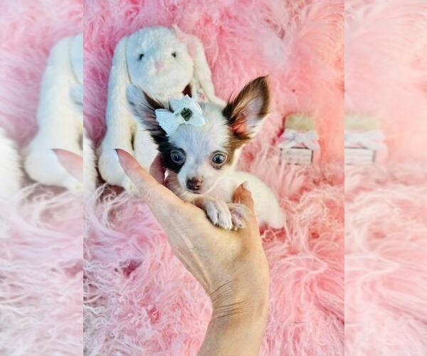 Medium Photo #18 Chihuahua Puppy For Sale in HOMESTEAD, FL, USA