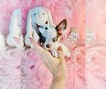 Small #17 Chihuahua