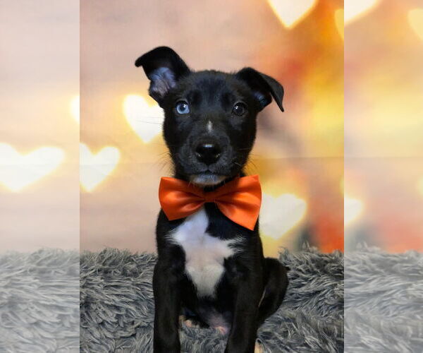 Medium Photo #3 Aussie Siberian Puppy For Sale in Hillsboro, MO, USA