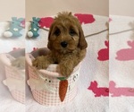 Small Photo #19 Cavapoo Puppy For Sale in SYLMAR, CA, USA