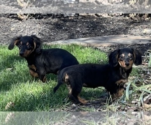 Dachshund Puppy for sale in NOBLESVILLE, IN, USA