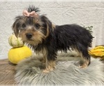 Small #4 Yorkshire Terrier