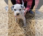 Small Photo #10 Dalmatian Puppy For Sale in RICHLAND, IN, USA
