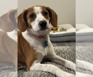 Beagle-Unknown Mix Dogs for adoption in Plainfield, IL, USA