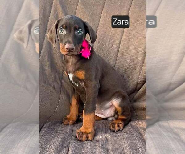 Medium Photo #4 Doberman Pinscher Puppy For Sale in POMEROY, OH, USA