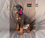 Small #3 Doberman Pinscher