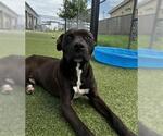 Small #1 American Pit Bull Terrier Mix