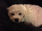 Small Photo #11 Bichon Frise Puppy For Sale in ALPHARETTA, GA, USA