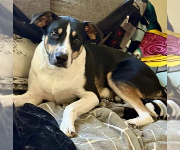 Medium Photo #4 Labrador Retriever-Unknown Mix Puppy For Sale in San Diego, CA, USA