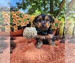 Small #1 Yorkshire Terrier