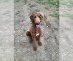 Small Photo #1 Goldendoodle Puppy For Sale in FLOWER MOUND, TX, USA