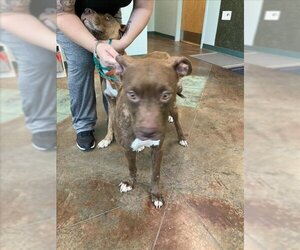 American Pit Bull Terrier Dogs for adoption in Lacombe, LA, USA
