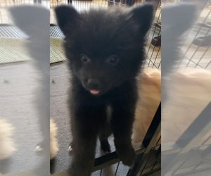 Pomeranian Puppy for sale in LAUREL HILL, FL, USA