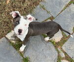 Small #1 American Pit Bull Terrier-American Staffordshire Terrier Mix