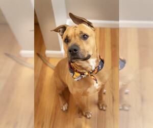 Shepradors Dogs for adoption in Strongsville, OH, USA