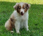 Small Photo #1 Miniature Australian Shepherd Puppy For Sale in POPLARVILLE, MS, USA
