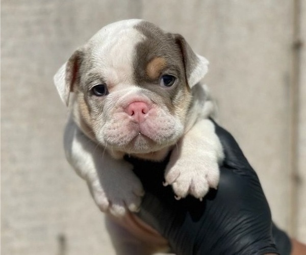 Medium Photo #6 English Bulldog Puppy For Sale in PALMDALE, CA, USA