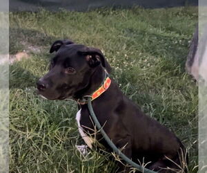 American Pit Bull Terrier-Unknown Mix Dogs for adoption in Evansville, IN, USA