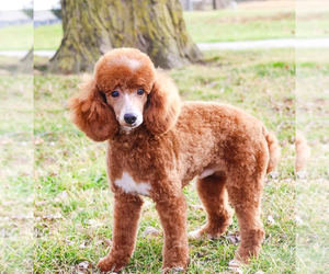 Father of the Cavapoo puppies born on 07/13/2025