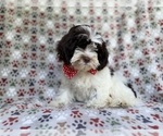 Small #3 ShihPoo
