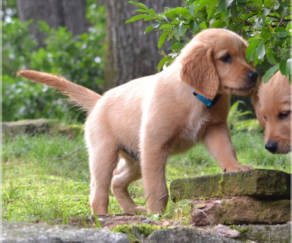Medium Photo #2 Golden Retriever Puppy For Sale in Enfield, CT, USA
