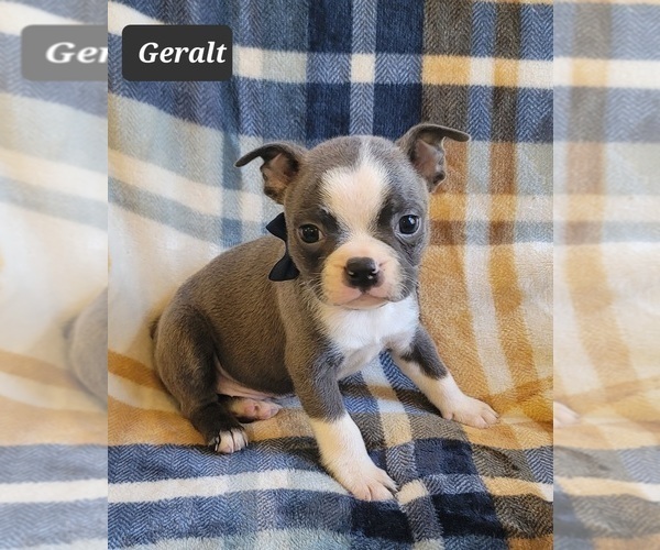 Medium Photo #1 Boston Terrier Puppy For Sale in MINERAL WELLS, WV, USA