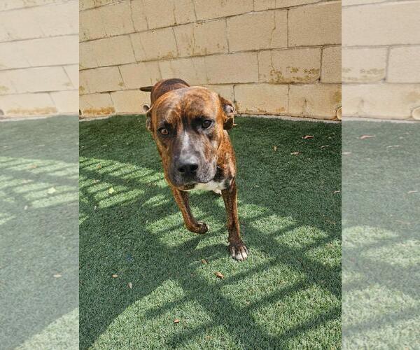 Medium Photo #10 Plott Hound-Unknown Mix Puppy For Sale in Rockwall, TX, USA