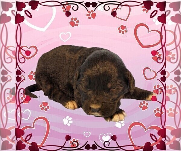 Medium Photo #2 Golden Mountain Dog Puppy For Sale in BLACK FOREST, CO, USA