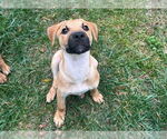 Small #4 Black Mouth Cur-Labrador Retriever Mix