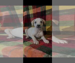 Mutt Dogs for adoption in The Woodlands, TX, USA