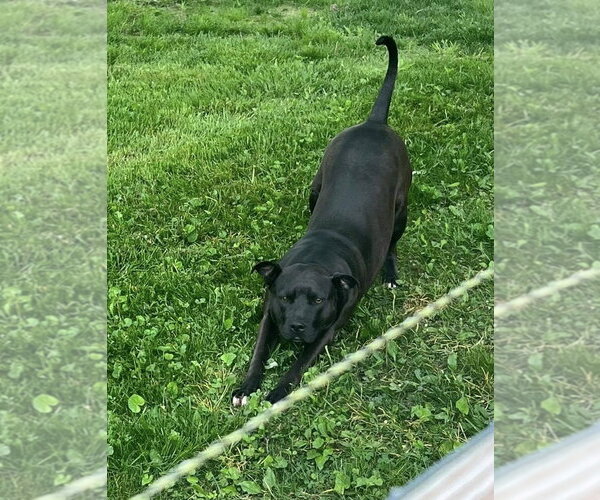 Medium Photo #11 American Pit Bull Terrier-Unknown Mix Puppy For Sale in Germantown, OH, USA