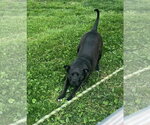 Small #10 American Pit Bull Terrier Mix